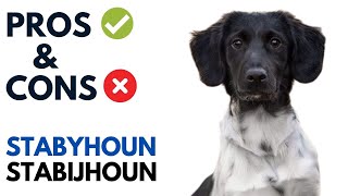 Stabyhoun Dog Pros and Cons  Stabijhoun Advantages and Disadvantages [upl. by Decker665]