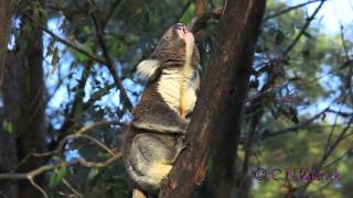 A Wild Male Koala Bellows by Christina Zdenek [upl. by Reiner701]