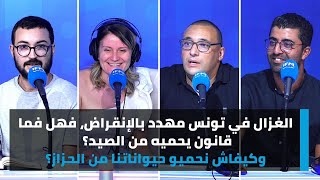 الغزال في تونس مهدد بالإنقراض، فهل فما قانون يحميه من الصيد؟ وكيفاش نحميو حيواناتنا من الحزاز؟ [upl. by Kassandra]