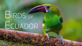 Andean Birding Adventure UpClose Encounters  Birds of Ecuador  Part 1 [upl. by Sinegold]