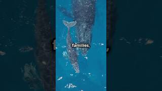 Whale Families The Oceans Gentle Giants [upl. by Lyda]