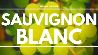 What is SAUVIGNON BLANC  Everything you need to know about this delicious grape [upl. by Melody]