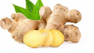 Zingiber officinale Ginger Adrak Economic Botany part 1 [upl. by Hocker]