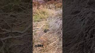 SCOTLANDs DEADLIEST SNAKE FOUND 🏴󠁧󠁢󠁳󠁣󠁴󠁿 Hidden in WILD Highlands [upl. by Eradis634]