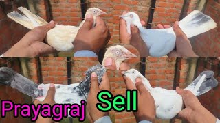 Pigeon Sell 9628271872 मेहनत आपकी शौक हमारा 🥰PigeonCityAllahabadFurkanAhmad [upl. by Nanda]