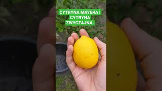 Cytryna meyera i cytryna zwyczajna Uprawa cytryny w Polsce [upl. by Dorreg]