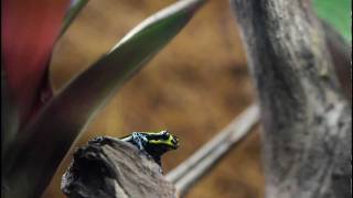 Ranitomeya lamasi green legged [upl. by Huberto]