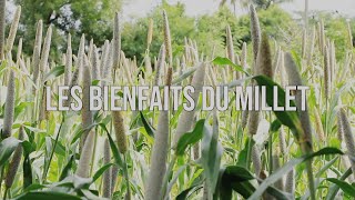 Les bienfaits du Millet [upl. by Rednael]