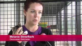 Stroom kittens overspoelt dierenasiel [upl. by Peter]