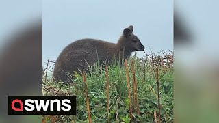 Wallaby spotted in England  thousands of miles from Australia  SWNS [upl. by Alroy]