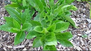 Food Forest Plants quotLongevity Spinachquot  Gynura Procumbens [upl. by Oirasec]