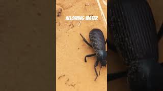 How This Beetle Collects Water From Thin Air [upl. by Ardnoyek]