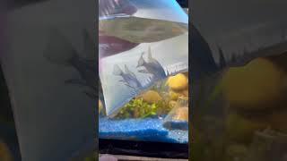 Buy new fish for new planted aquarium viralvideo shorts [upl. by Aninep193]