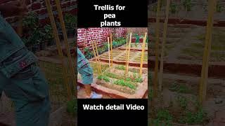 Trellis for Pea plants farming kitchengardenexpert gardeningsupplies [upl. by Amaty565]