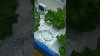 checkout my hydroponically grown lettuce hydroponics kratkymethod thankyouforwatching [upl. by Sigvard700]