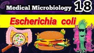 Escherichia coli part 1 شرح بالعربي Morphology habitat Transmission infections Pathogenesis [upl. by Retrac]