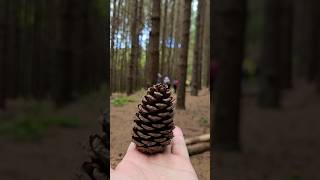 🎄🌲Pinus yt árvores tree pinheiros pinus shorts youtube natal natureza ytshorts paz [upl. by Anniken]