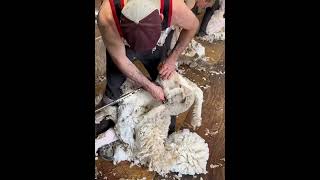 How to Harvesting Wool  Amazing Sheep Factory Wool Processing Mill  Modern Sheep Shearing [upl. by Atilek650]