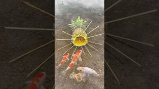 Survival Skills SIMPLE and USEFUL with Pineapple fish trap bushcraft camping outdoorlife [upl. by Trudnak]