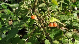 Yellow Nightshade Solanum villosum becoming perennial and fruiting all year in Germany [upl. by Ragde]