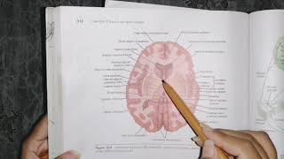 Basal Ganglia easy concept guyton 57 basal nuclei classification [upl. by Elak]