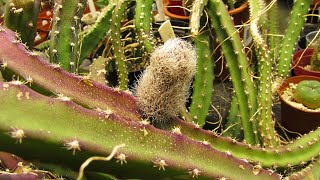 Our Selenicereus grandiflorus Queen of the Night Cactus with big Hairy Buds [upl. by Ynaffat130]