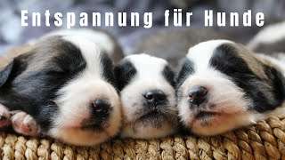 Entspannungsmusik für Hunde und Menschen  8 Std [upl. by Sapienza251]