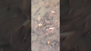 Janeshwar Park fishes fish  feeding please subscribe [upl. by Dubois]