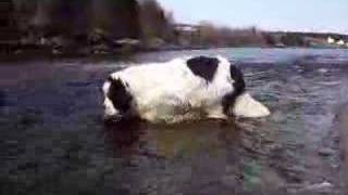 How a Newfoundland dog drinks water [upl. by Yaniv]