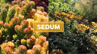 Hardy Sedum Stonecrop Succulents 101  Care Tips amp Unique Traits [upl. by Adiaros]