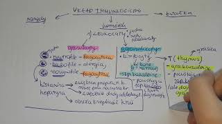 LEUKOCYTYgranulocyty agranulocytylimfocyty o co chodzi [upl. by Eninahs871]