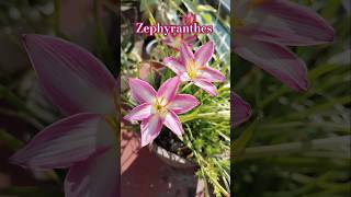 Zephyranthes rainlily o lirios de lluvia 🌷 shorts plantas jardin jardinería flor zephyranthes [upl. by Annovahs]