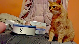 Pet Drinking fountain Unboxing  Cats birthday present [upl. by Assirak]