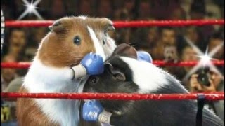 Guinea Pig Olympics [upl. by Ronen]