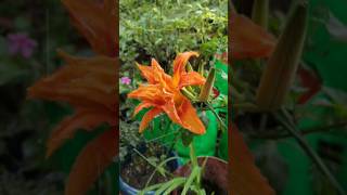 Tiger lilies in Full Bloom shorts viral flowers [upl. by Acimehs]