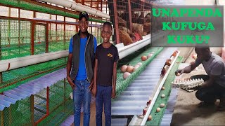 FAIDA ZA KUFUGIA KUKU WA MAYAI NDANI YA BATTERY CAGE [upl. by Hacker262]