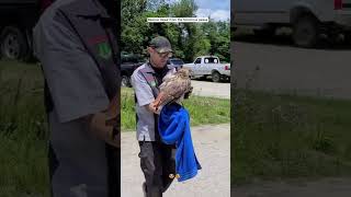 Rescue hawk attacked by muscovy ducks 🙏🏻🙏🏻🙏🏻❤️❤️❤️ [upl. by Grieve]