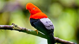 Most Intriguing Bird in the World Andean CockoftheRock  Wild Biosphere [upl. by Kcyred]