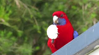 Australien Reise Doku Tiere Papagei in freier Wildnis [upl. by Shaine729]