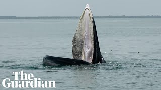 Rare whale feeding technique could explain tales of mythical sea creature [upl. by Ymassej]