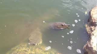 Giant African Softshell TurtlesTrionyx triunguis In Israel River mov [upl. by Bedell302]