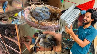 Budgies Colony Tut Gai😨 Villain K Bacho Ki Eyes Khul Gai😍 Big Cages Ki Trace Agai😍 [upl. by Annwahs]