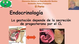 Parto en Bovinos Parte 1 Generalidades y Endocrinología [upl. by Deborath858]