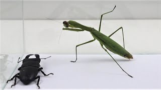 What happens if praying mantis sees beetle [upl. by Henryetta]