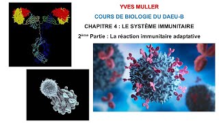 Chapitre 4  2ème Partie  La réaction immunitaire adaptative  Cours de Biologie du DAEUB [upl. by Retsam]