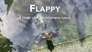 Flappy  A story of a Malayan Box Turtle [upl. by Herries]