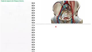 ANATOMIE FMPM LES ARTERES ILIAQUES [upl. by Butta]