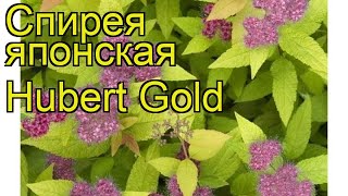 Спирея японская Хуберт Голд Краткий обзор описание характеристик spiraea japonica Hubert Gold [upl. by Leone997]