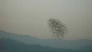 Falcon Attack Peregrine Divebombs Flock of Starlings [upl. by Paddie]