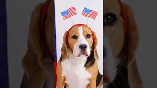 Tips to keep your dog safe and calm during fireworks [upl. by Htenek394]